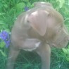 Aslan